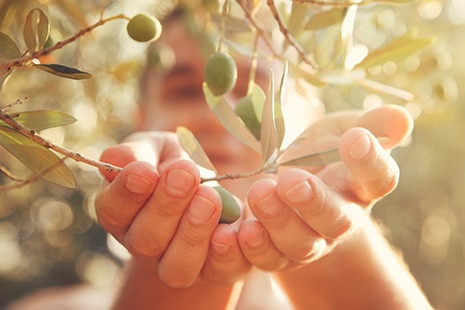 Trouver les meilleures huiles d’olives